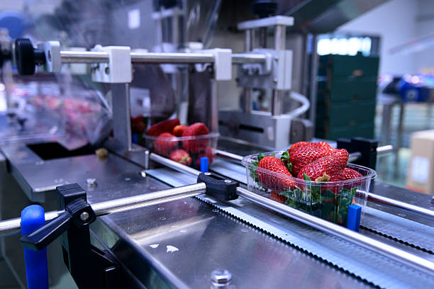 Strawberries on conveyor belt on packing line