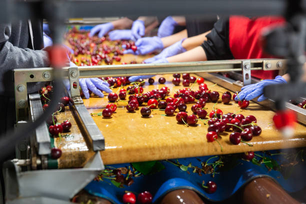 Sorting washed ripe cherries at the cherry farm
