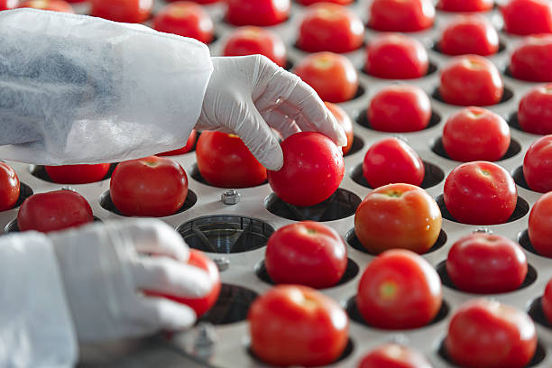 tomato cutting machine in a dry tomato production plant